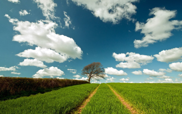 Lone tree field green grass free wallpaper for desktop - medium preview image