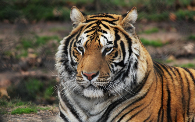 Tiger laying in grass looking #3 free wallpaper for desktop - medium preview image