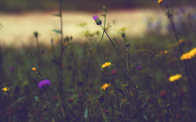 Wildflowers river impressionist sunset depthofield free wallpaper for desktop - medium preview image