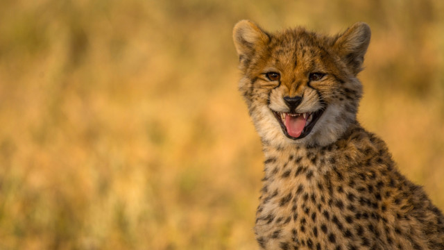 Cheetah sitting field open mouth free wallpaper for desktop - medium preview image