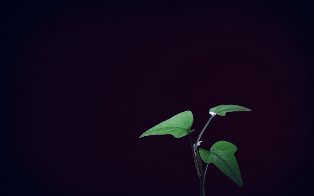 Plant long stem single bud free wallpaper for desktop - medium preview image