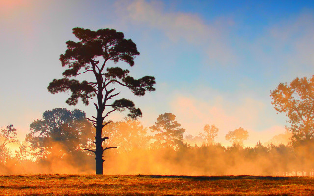 Tree field sky clouds autumn #2 free wallpaper for desktop - medium preview image