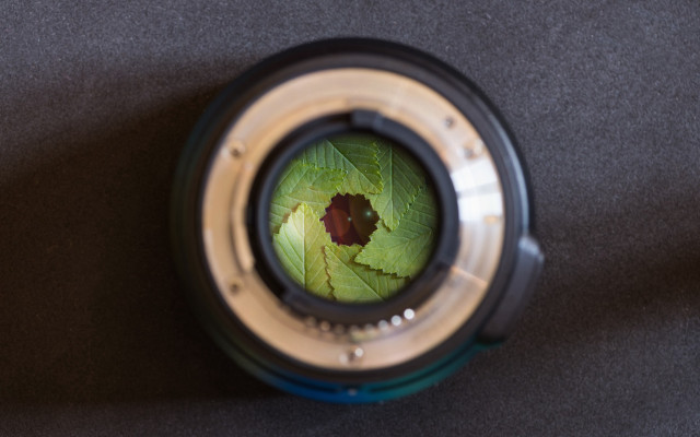 Camera lens leaf ecological macro free wallpaper for desktop - medium preview image