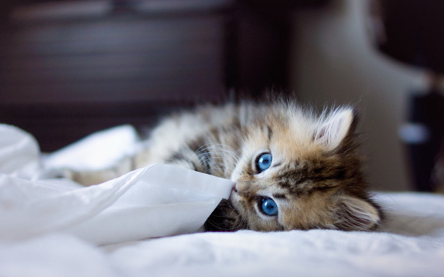 Kitten blue eyes white beds free wallpaper for desktop - medium preview image