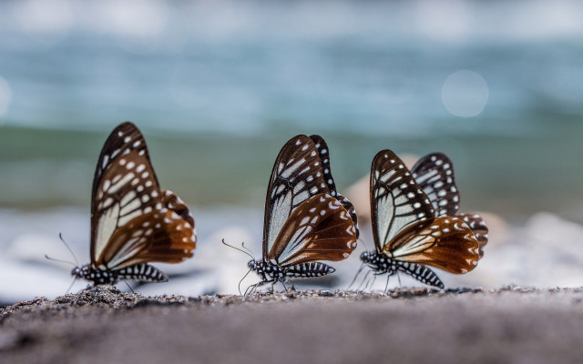 Three butterflies sand ocean blurry free wallpaper for desktop - medium preview image
