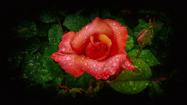 Red rose water droplets dark #4 free wallpaper for desktop - medium preview image
