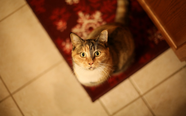 Curious cat on rug tilt free wallpaper for desktop - medium preview image