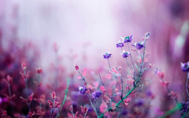 Purple flowers grass blurry background #4 free wallpaper for desktop - medium preview image