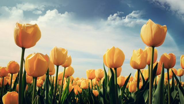 Yellow tulips blue sky rainbow free wallpaper for desktop - medium preview image