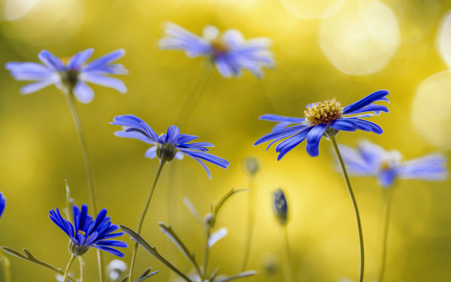 Blue flower bokeh yellow background free wallpaper for desktop - medium preview image