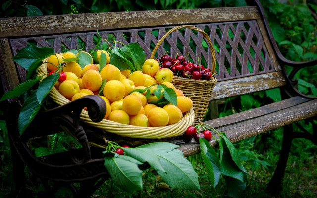 Basket fruit bench tree bushes free wallpaper for desktop - medium preview image