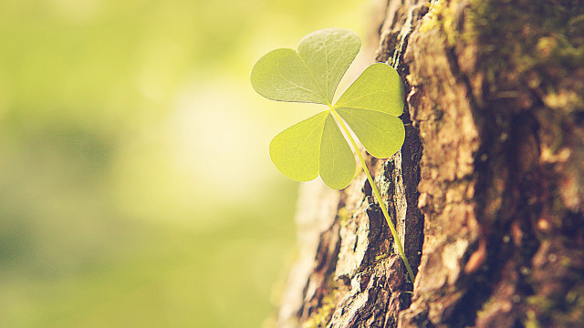 Four leaf clover tree forest free wallpaper for desktop - medium preview image