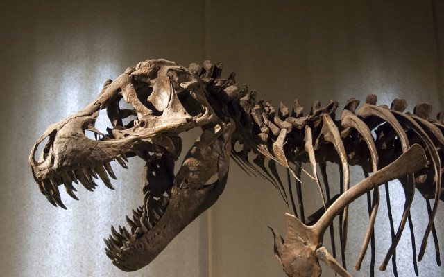 Dinosaur skeleton museum display light free wallpaper for desktop - medium preview image