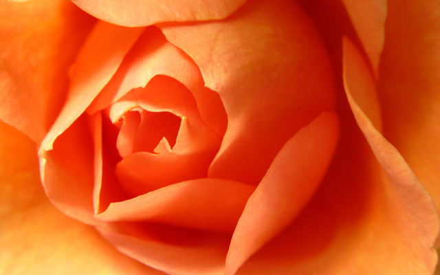 Yellow rose macro flame orange free wallpaper for desktop - medium preview image