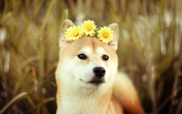 Dog flower hair tallgrass blurry free wallpaper for desktop - medium preview image