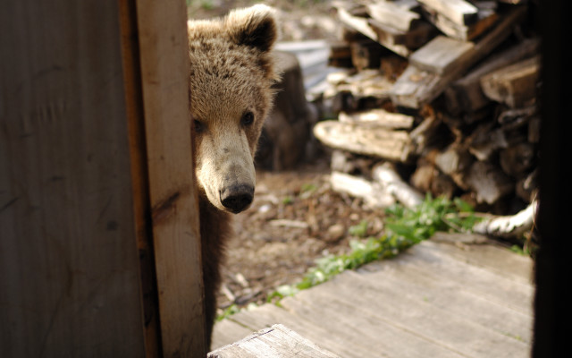 Bear door wood logs blurry free wallpaper for desktop - medium preview image