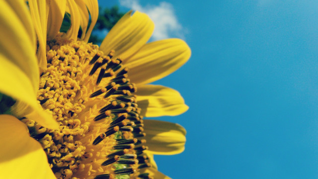 Sunflower blue sky clouds macro #3 free wallpaper for desktop - medium preview image