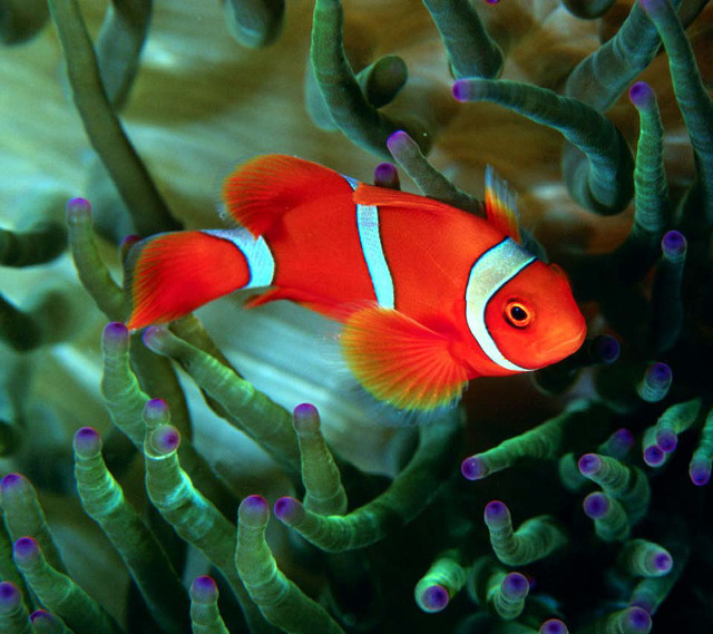 Clown fish aquarium sea anemones free wallpaper for tablet - medium preview image