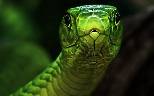 Green snake cobra portrait glowing free wallpaper for desktop - medium preview image