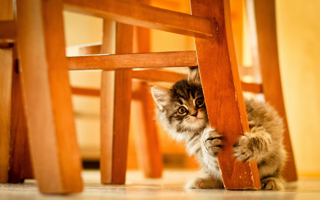 Kitten hiding under chair curious free wallpaper for desktop - medium preview image