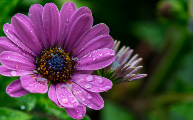 Purple hydrangea waterdroplets macro nature free wallpaper for desktop - medium preview image
