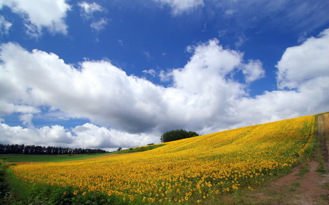 Yellow flower field cloudy blue free wallpaper for desktop - medium preview image