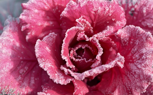 Pink frosted cherry blossom macro #2 free wallpaper for desktop - medium preview image
