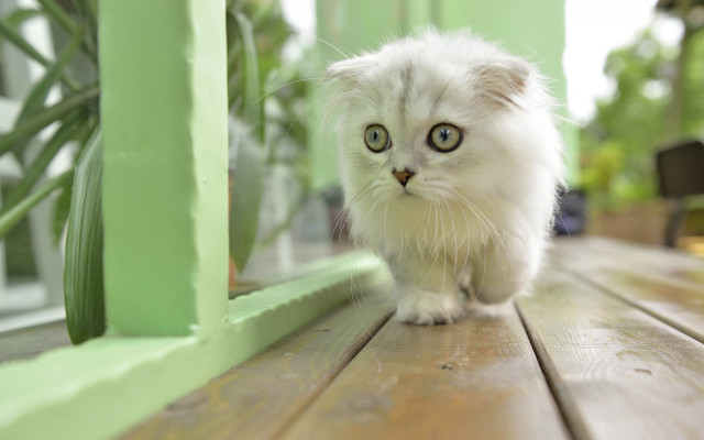 White cat wooden floor green free wallpaper for desktop - medium preview image