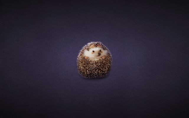 Small hedgehog purple surface 3d free wallpaper for desktop - medium preview image