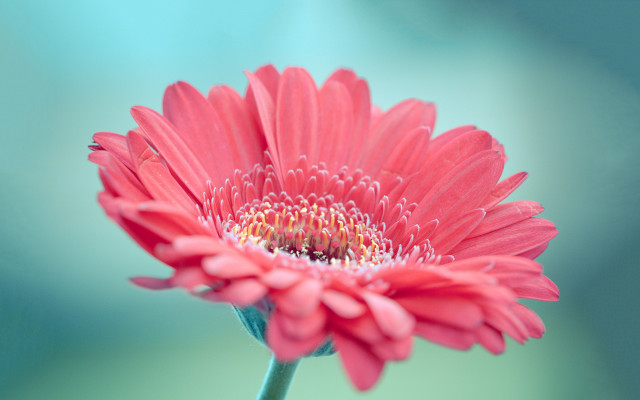 Pink flower green background blurry #17 free wallpaper for desktop - medium preview image