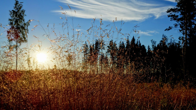 Field trees sunlight autumn fence free wallpaper for desktop - medium preview image
