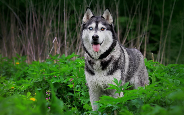 Husky field green plants flowers free wallpaper for desktop - medium preview image