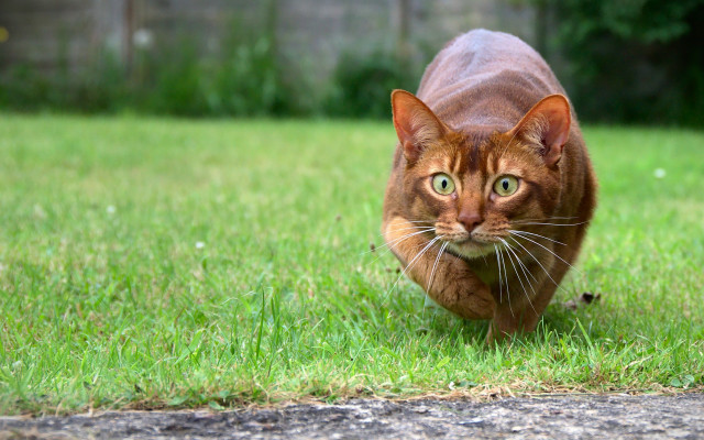 Cat green field foliage outdoors free wallpaper for desktop - medium preview image