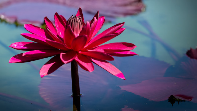 Pink flower water lilypads purple free wallpaper for desktop - medium preview image