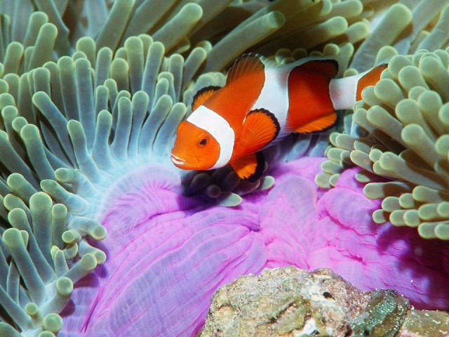 Clown fish hiding anemone coral free wallpaper for desktop - medium preview image