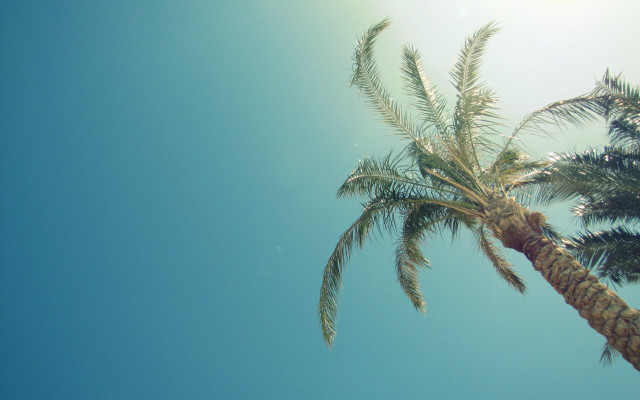 Palm tree sunshine beach blue free wallpaper for desktop - medium preview image