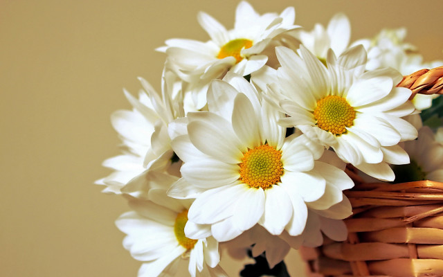 Basket white flowers table wall free wallpaper for desktop - medium preview image