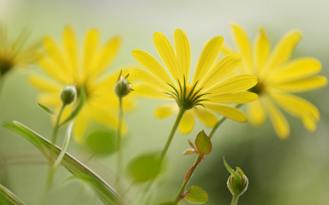 Yellow daisy dandelion sunflower leaf free wallpaper for desktop - medium preview image
