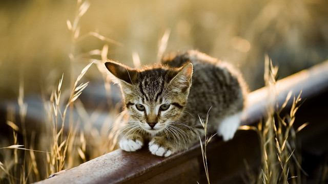 Small kitten on rail in free wallpaper for desktop - medium preview image