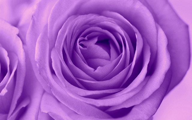 Purple rose macro pink background free wallpaper for desktop - medium preview image