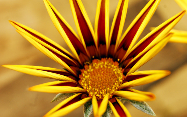 Yellow flower closeup red stripes free wallpaper for desktop - medium preview image