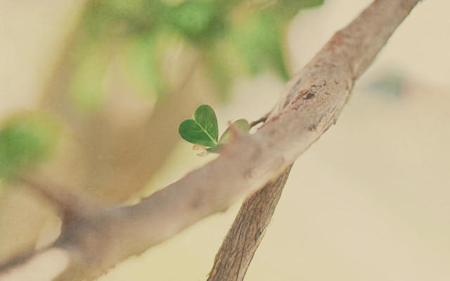Small leaf branch blurry background free wallpaper for desktop - medium preview image