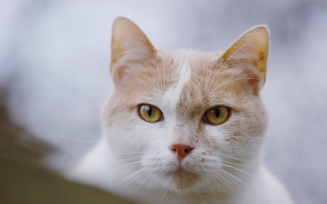 White cat closeup shallow depth free wallpaper for desktop - medium preview image