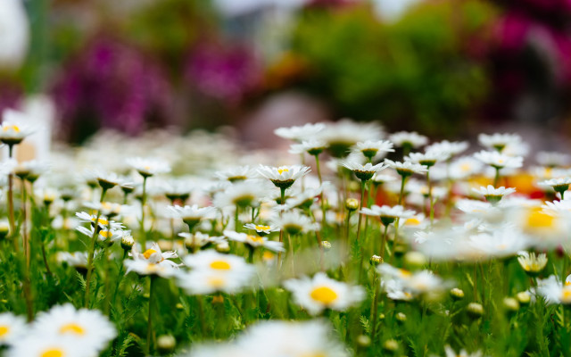 Daisy garden blurry bokeh christmas free wallpaper for desktop - medium preview image