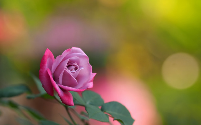 Pink rose vase green leaves free wallpaper for desktop - medium preview image