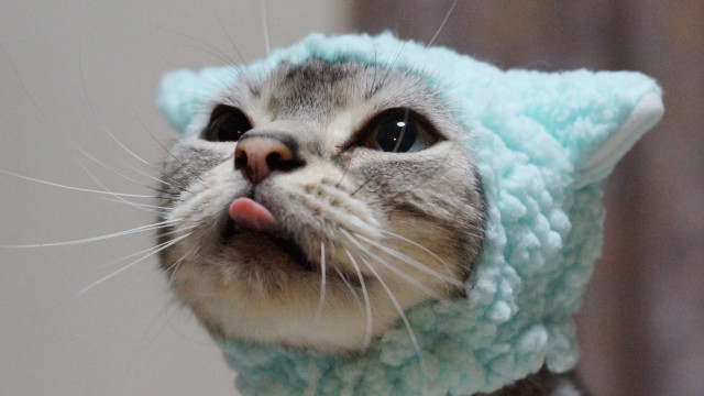 Cat blue hat kawaii tongue free wallpaper for desktop - medium preview image