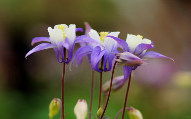 Purple white flower macro bug free wallpaper for desktop - medium preview image
