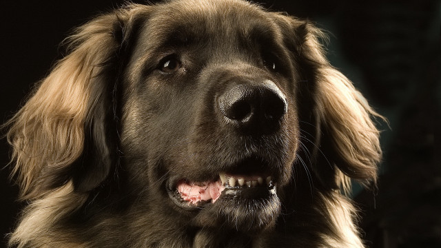 Dog portrait old man open free wallpaper for desktop - medium preview image