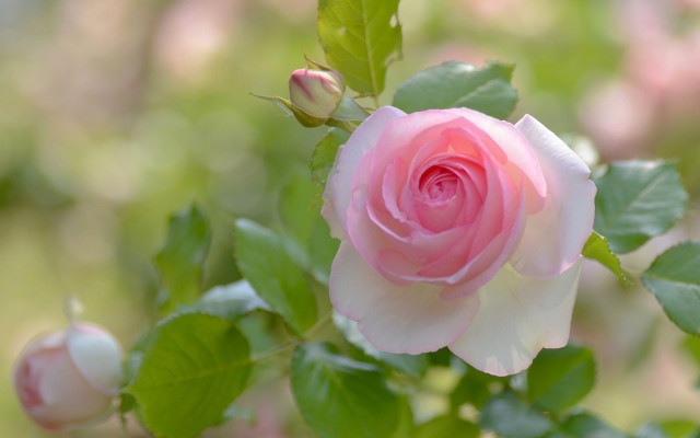 Pink rose green leaves bokeh #4 free wallpaper for desktop - medium preview image