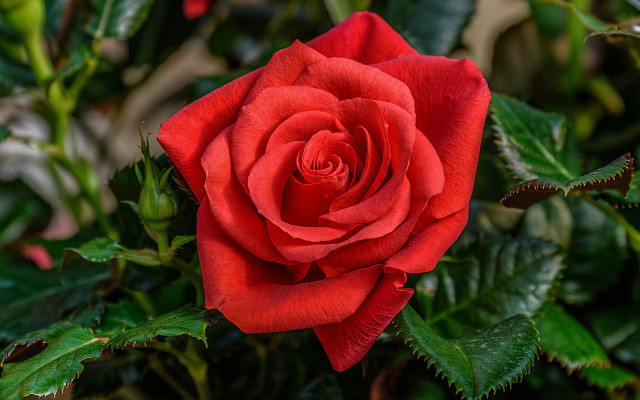 Red rose bokeh macro flower free wallpaper for desktop - medium preview image